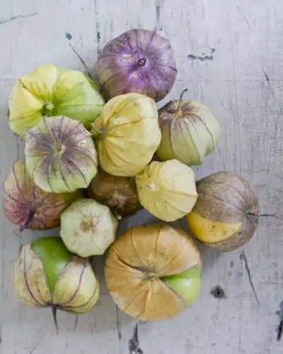 Frische Tomaten