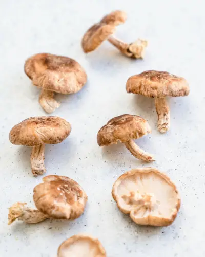 Cogumelos