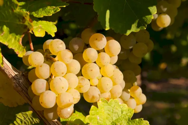 Najlepszego Rieslinga
