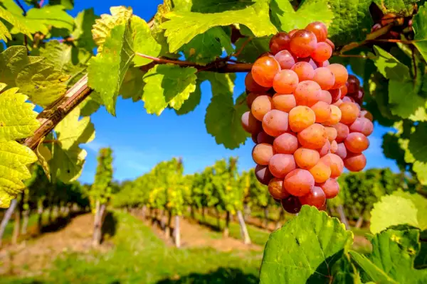 Winogrona Gewürztraminer