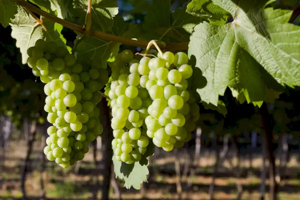 Winogrona Chenin Blanc