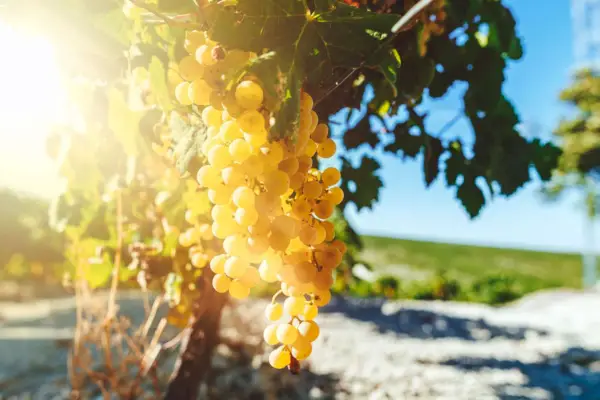 Winogrona Semillon w winnicy