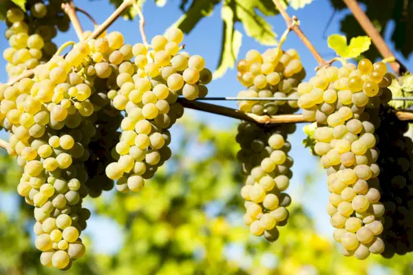 Białe wino z winogron Viognier