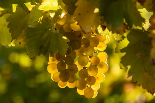 Winogrona Sauvignon Blanc