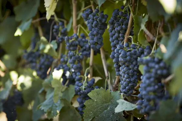 Uvas Petit Verdot penduradas em vinhas