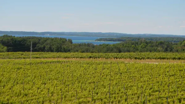 Un champ de vignes à Bonobo Winery