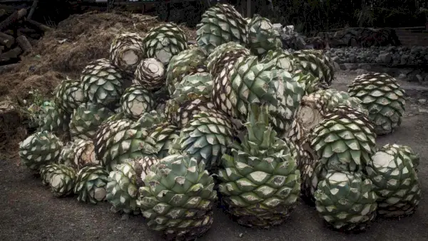 Agave-Tequila-Mezcal-Differenzen-FT-BLOG0417.webp