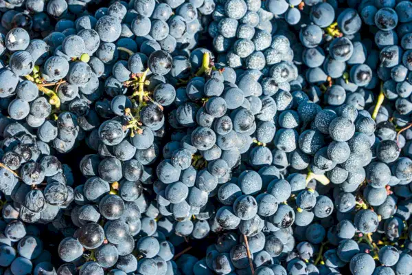 Uvas Shiraz (ou Syrah)