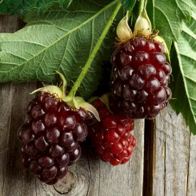 original-201406-HD-spring-Produce-primer-boysenberries.webp
