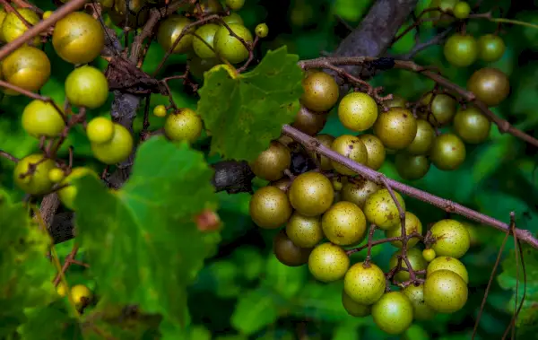 ענבי scuppernong על הגפן