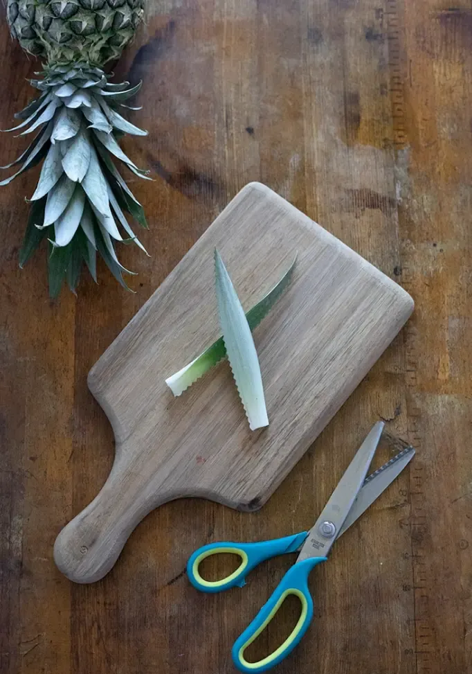 uma tábua de corte com duas folhas de abacaxi que foram cortadas com uma tesoura de picotar para obter uma borda em zigue-zague' title=