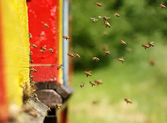 Honey bee