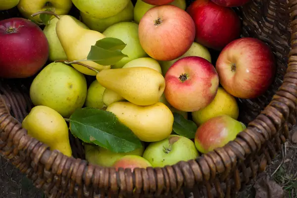 apples and pears fruit basket