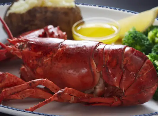 Live maine lobster