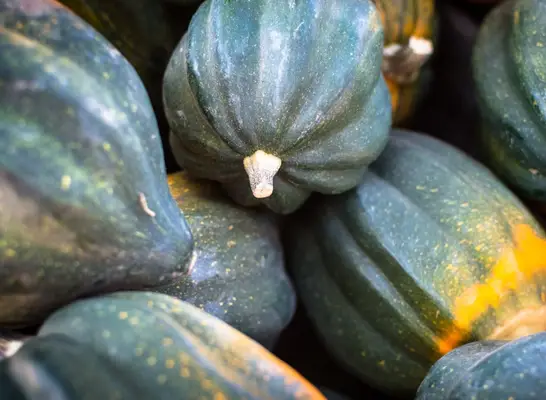 hubbard squash