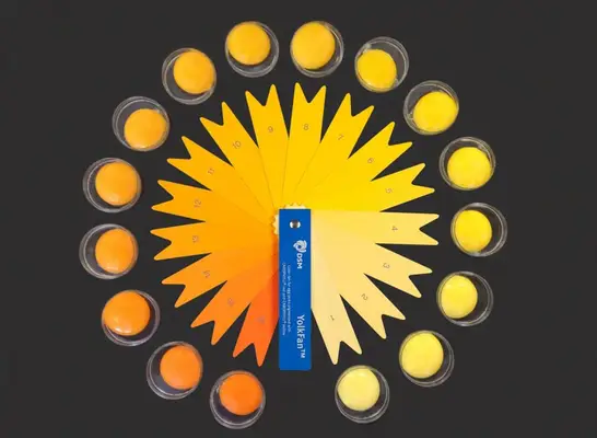 dsm yolk fan