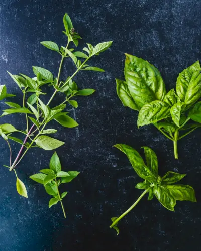 Types de basilic