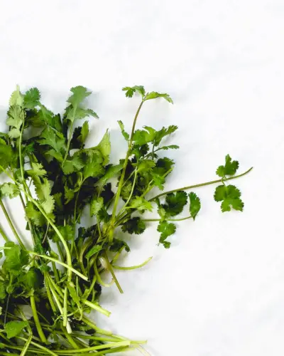 Cómo cortar cilantro