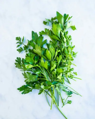 perejil vs cilantro