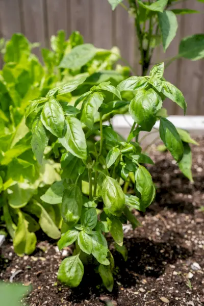 Como cultivar manjericão