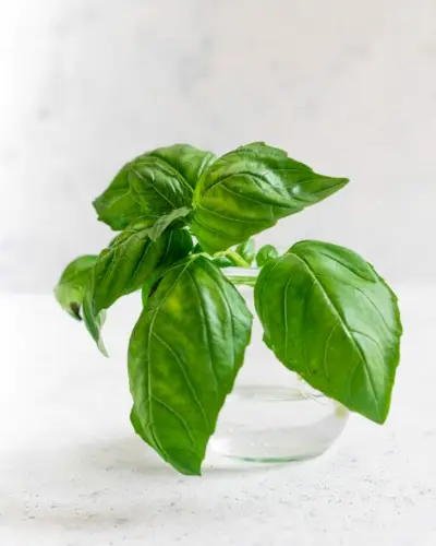 Como cultivar manjericão