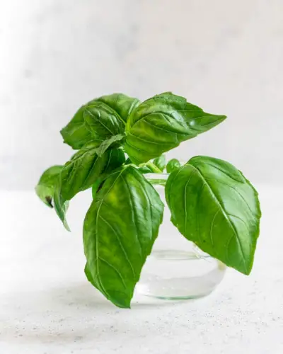 Como cultivar manjericão