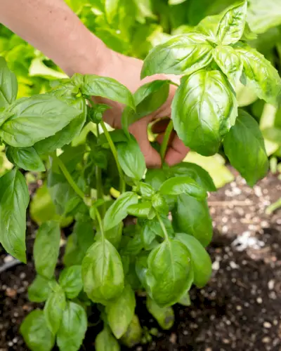Como podar uma planta de manjericão
