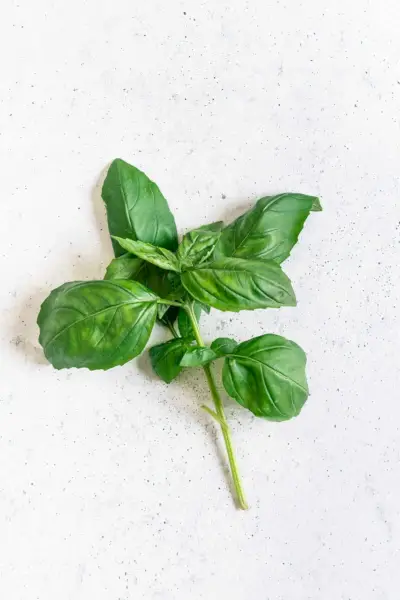 Como cultivar manjericão