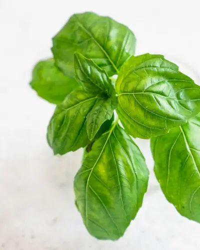 Como cultivar manjericão