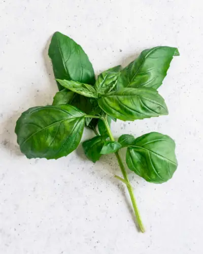 Basilic