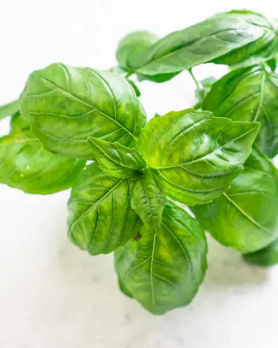 Basilic frais