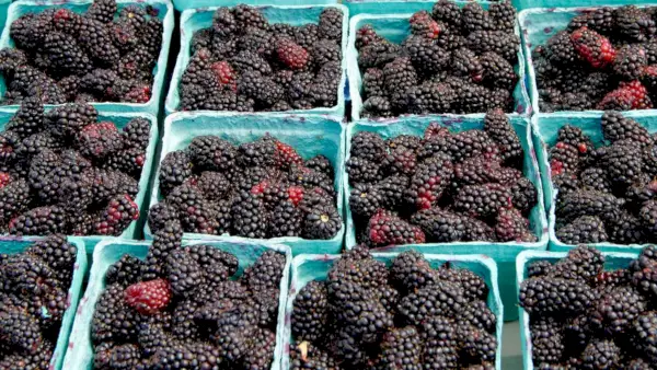 marionberries-ostružiny-rozdíl-mezi-FT-BLOG0617.webp