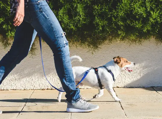 Woman walking dog