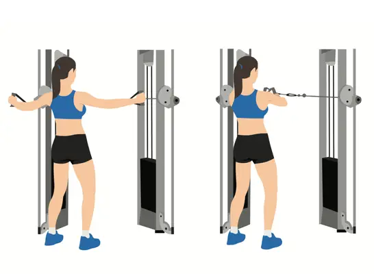 illustration of cable reverse fly exercise