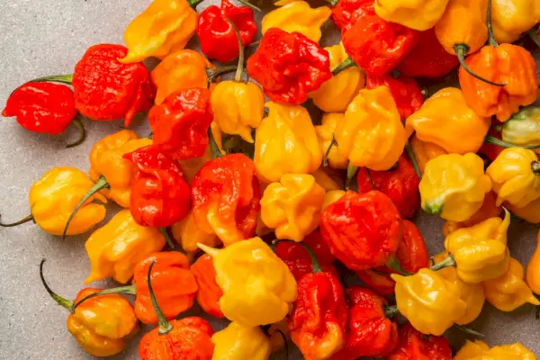 Piments California Reaper