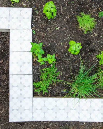 Como cultivar endro