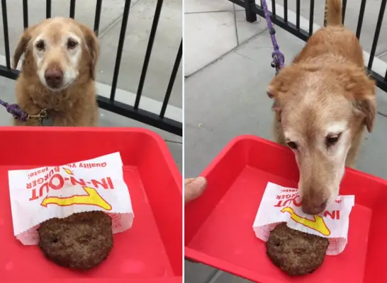 In-N-Out Pup Patty