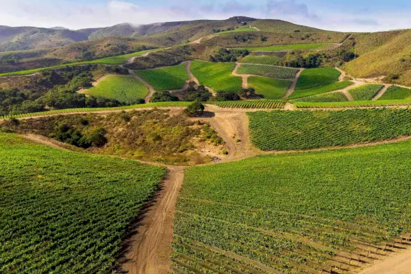 Vignoble Radian