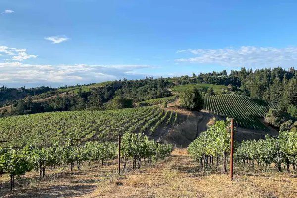 Vignobles Hirsch