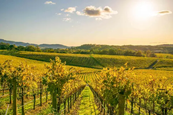Vignobles de Napa Valley, Californie du Nord