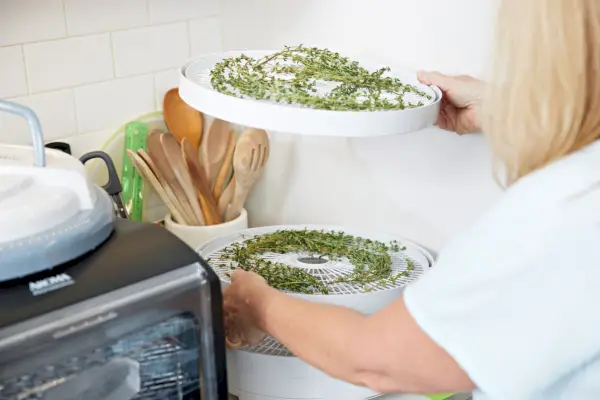 personne ramassant un plateau rempli d'herbes déshydratées dans le déshydrateur alimentaire Nesco FD-1040 Gardenmaster