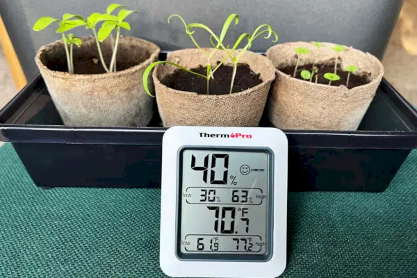Foto de plantas que usaram lâmpada LED para cultivo GE BR30 para crescer