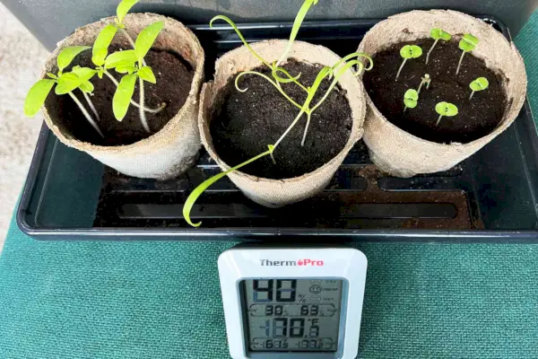 Plantas que usaram lâmpada LED GE BR30 para crescer