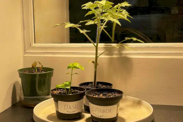 Leoter Grow Light para plantas de interior