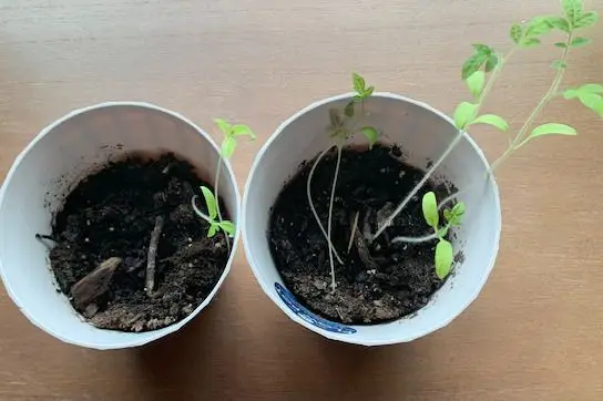 Plantas que cresceram usando Soltech Solutions Grove LED Grow Light