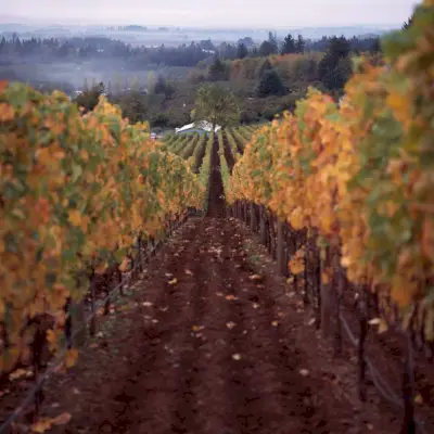 Vinos Bergstrom