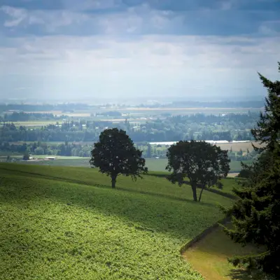 Domaine Drouhin