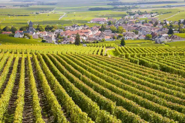 Vinhedos na Borgonha, França