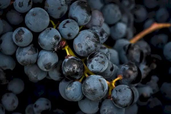 Uvas Sangiovese na colheita