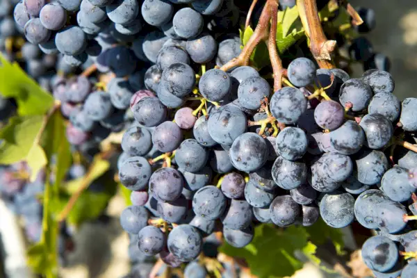 Uvas Nebbiolo